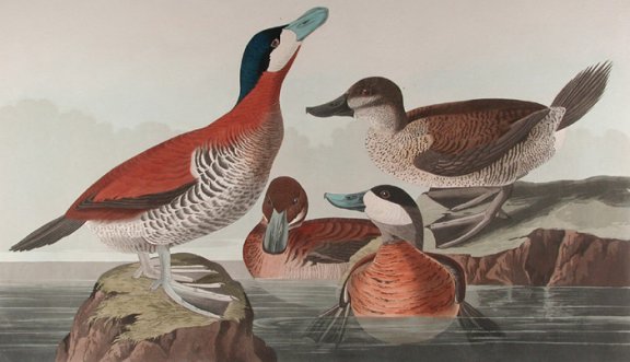 Ruddy Duck - Audubon's Birds Of America