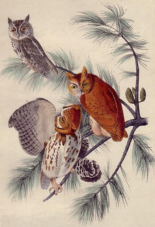 Little Screech Owl - Audubon's Birds Of America