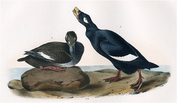 Velvet Duck - Audubon's Birds Of America