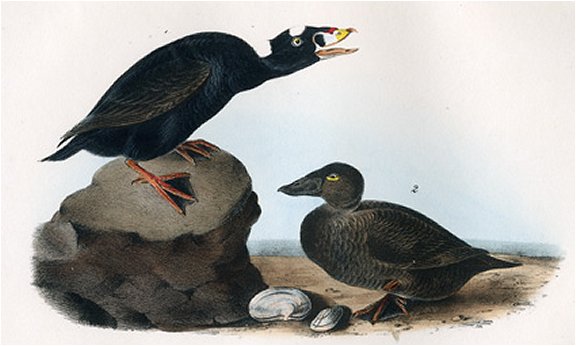 Black or Surf Duck - Audubon's Birds Of America