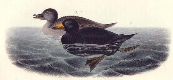 American Scoter Duck - Audubon's Birds Of America