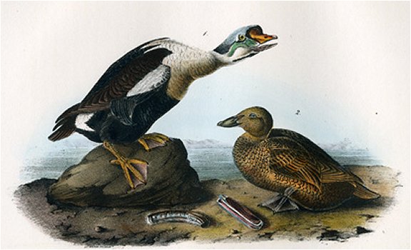 King Duck - Audubon's Birds Of America