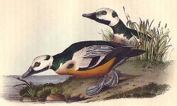 Western Duck - Audubon's Birds Of America