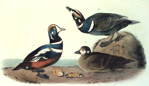 Harlequin Duck - Audubon's Birds Of America