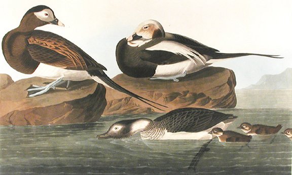 Long-tailed Duck - Audubon's Birds Of America
