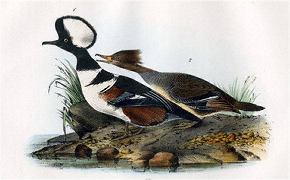 Hooded Merganser - Audubon's Birds Of America