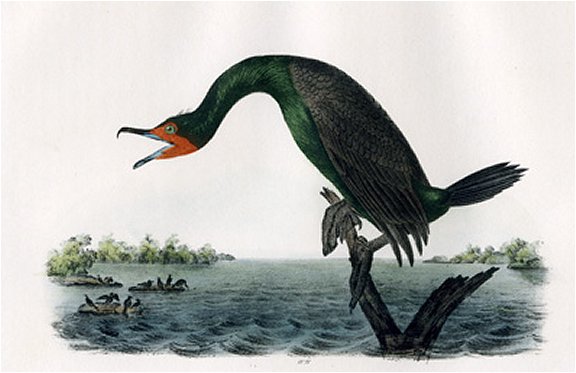 Florida Cormorant - Audubon's Birds Of America