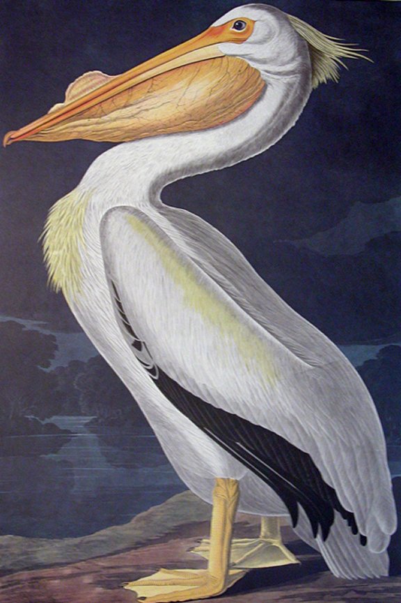 American White Pelican - Audubon's Birds Of America