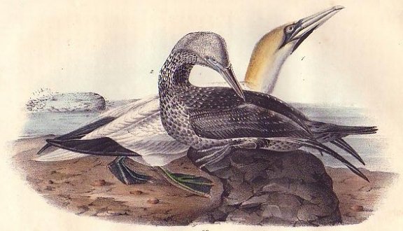 Common Gannet - Audubon's Birds Of America