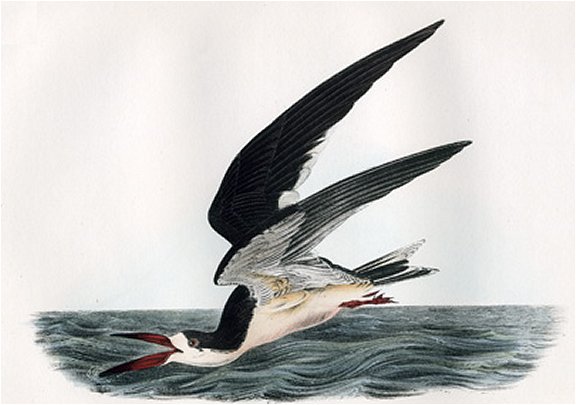 Black Skimmer or Shearwater - Audubon's Birds Of America