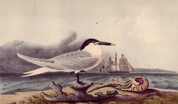 Sandwich Tern - Audubon's Birds Of America