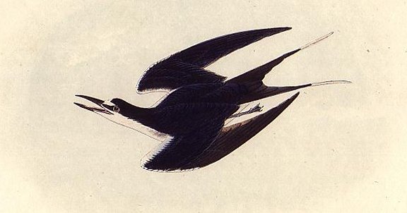 Sooty Tern - Audubon's Birds Of America