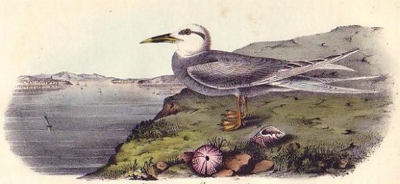 Tradeau's Tern - Audubon's Birds Of America