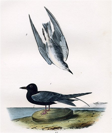 Black Tern - Audubon's Birds Of America