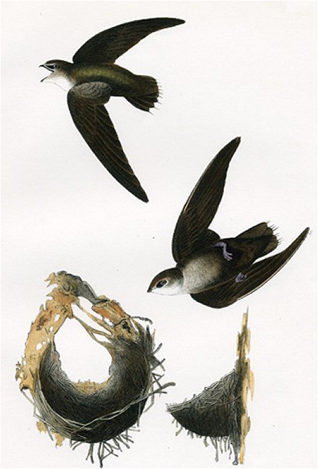 American Swift - Audubon's Birds Of America