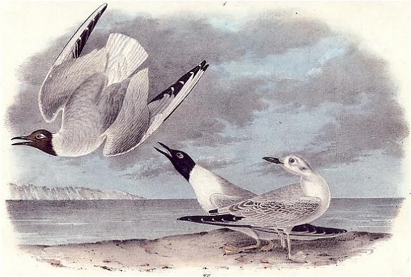 Bonaparte's Gull - Audubon's Birds Of America