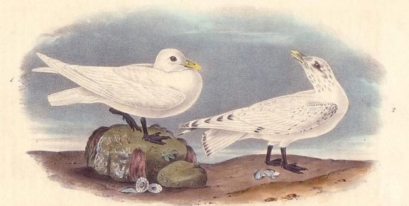 Ivory Gull - Audubon's Birds Of America