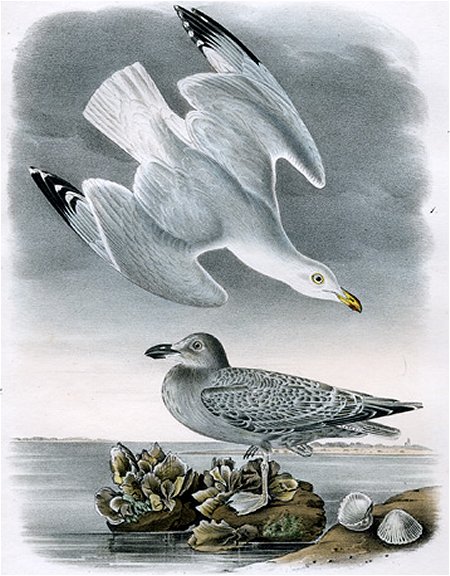 Herring or Silvery Gull - Audubon's Birds Of America
