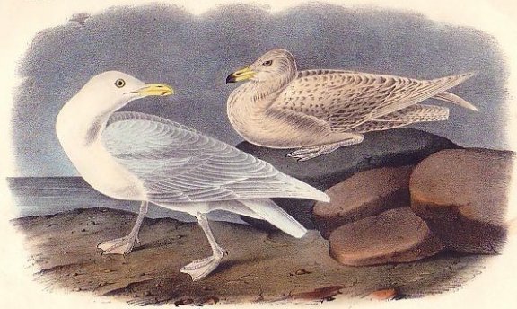 Glacous Gull / Burgonmaster - Audubon's Birds Of America
