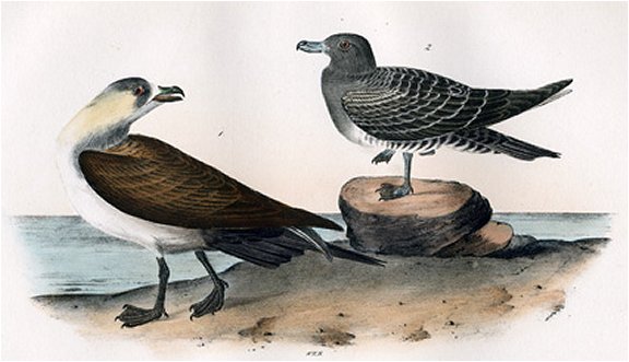 Richardson's Jager - Audubon's Birds Of America