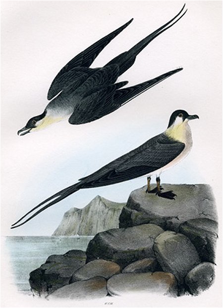 Arctic Jager - Audubon's Birds Of America