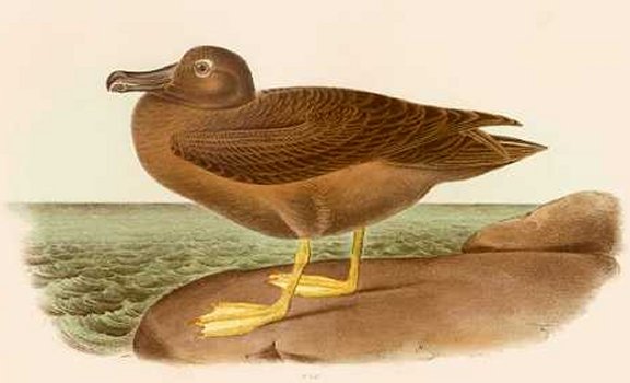 Dusky Albatross - Audubon's Birds Of America