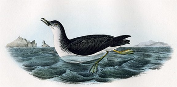 Manks Shearwater - Audubon's Birds Of America