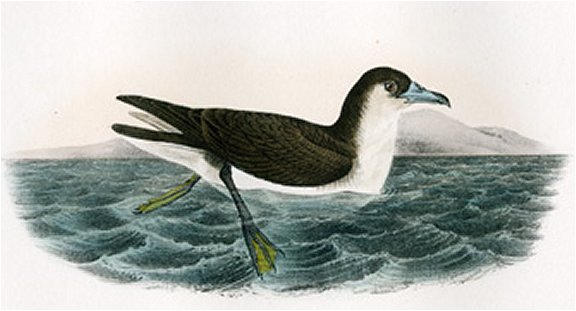 Dusky Shearwater - Audubon's Birds Of America