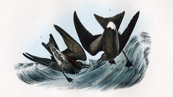 Leach's Petrel - Audubon's Birds Of America