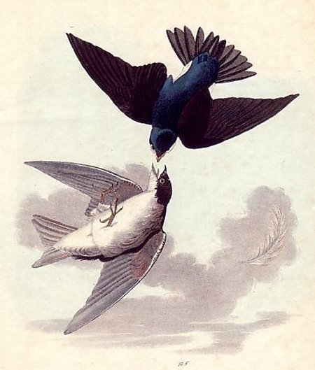 White-bellied Swallow - Audubon's Birds Of America