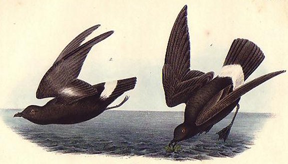 Least Petrel - Audubon's Birds Of America