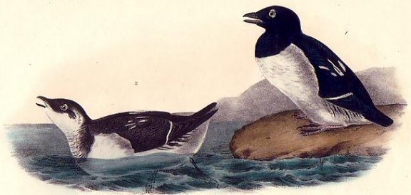 Little Auk - Sea Dove - Audubon's Birds Of America