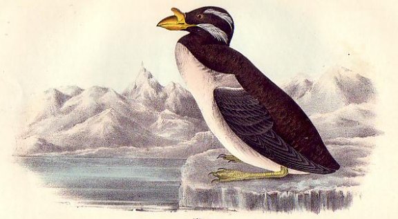 Horned-billed Guillemot - Audubon's Birds Of America