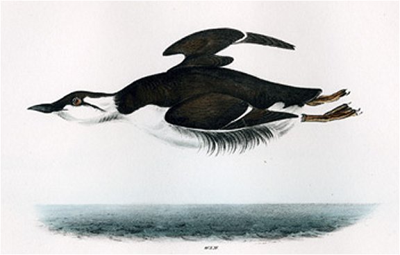 Large-billed Guillemot - Audubon's Birds Of America