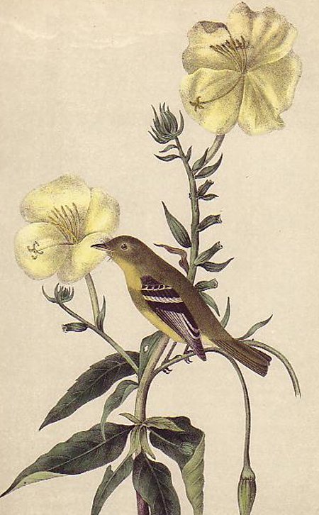 Yellow-bellied Flycatcher - Audubon's Birds Of America
