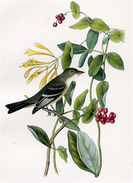 Least Flycatcher - Audubon's Birds Of America