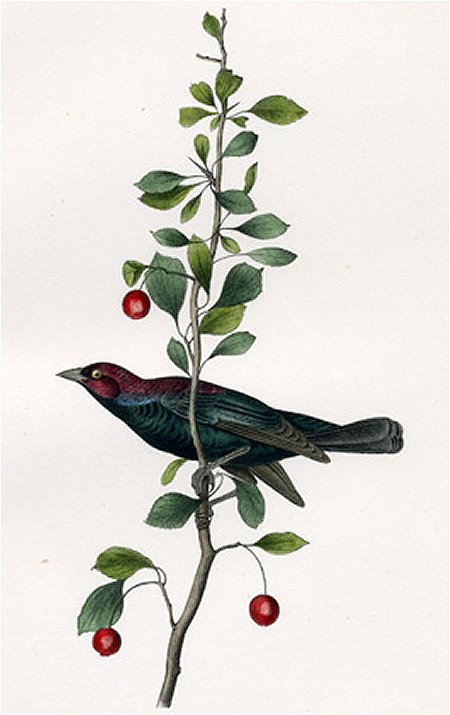 Brewer's Blackbird - Audubon's Birds Of America