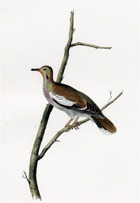 Texan Turtle Dove - Audubon's Birds Of America