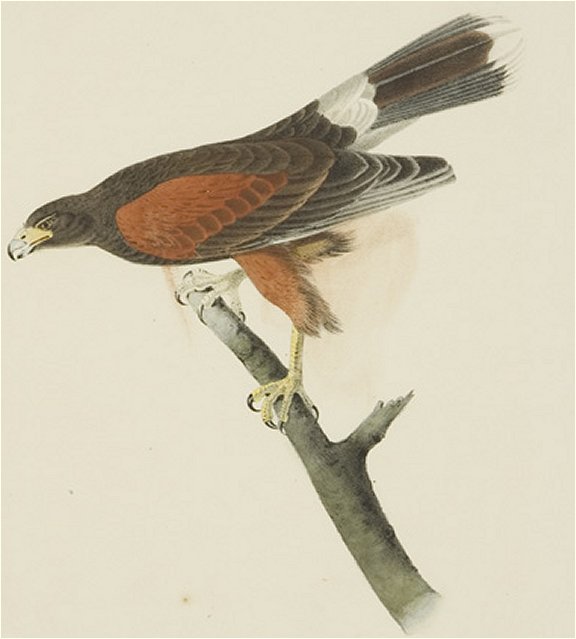 Harris's Buzzard - Audubon's Birds Of America