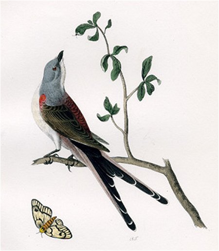 Swallow-tailed Flycatcher - Audubon's Birds Of America