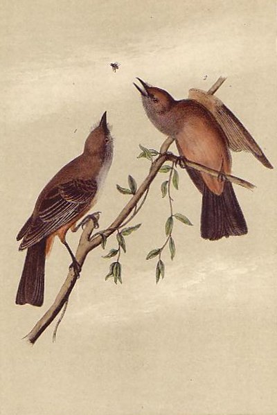 Say's Flycatcher - Audubon's Birds Of America