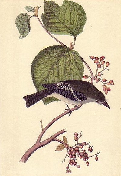 Short-legged Pewit Flycatcher - Audubon's Birds Of America