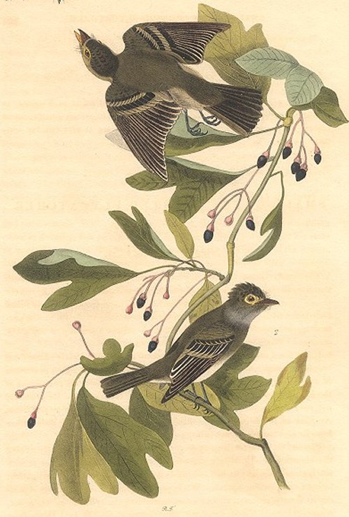 Samll Green-crested Flycatcher - Audubon's Birds Of America