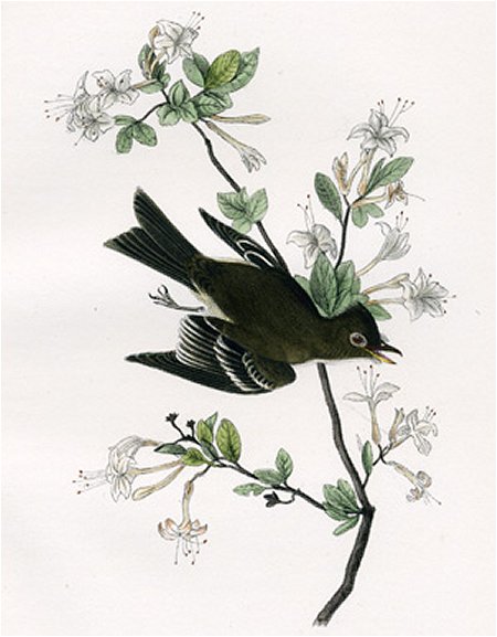 Wood Pewee Flycatcher - Audubon's Birds Of America