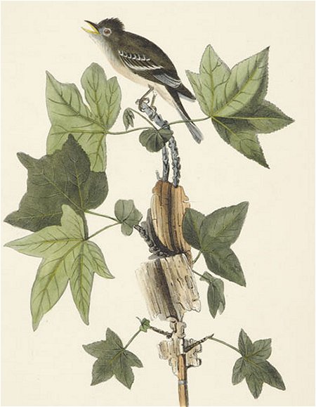 Traill's Flycatcher - Audubon's Birds Of America
