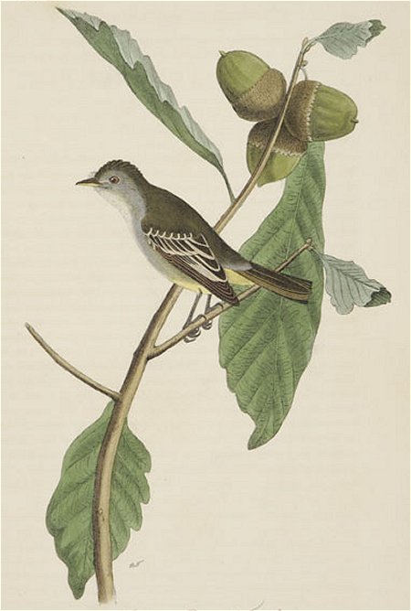 Least Pewee Flycatcher - Audubon's Birds Of America