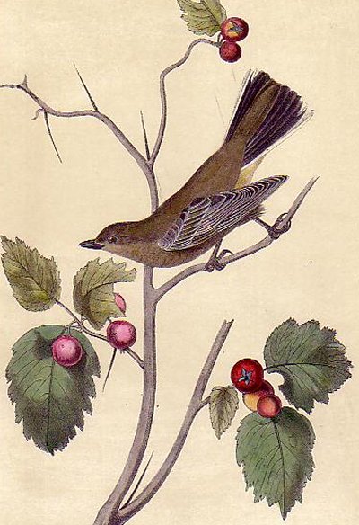Townsend's Ptilogonys - Audubon's Birds Of America