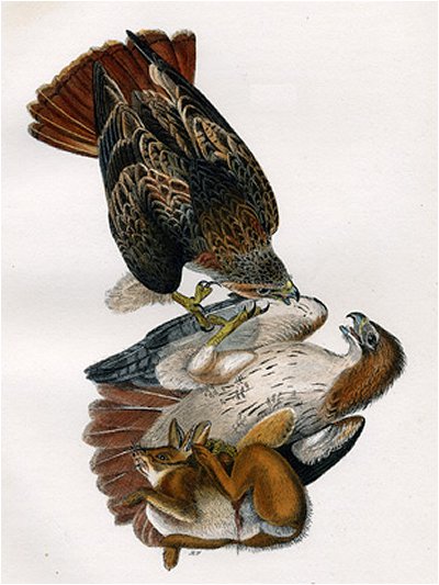 Red-tailed Buzzard - Audubon's Birds Of America