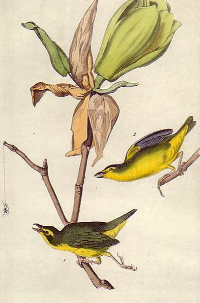 Kentucky Warbler - Audubon's Birds Of America
