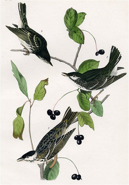 Black-poll Wood Warbler - Audubon's Birds Of America